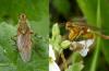 Scathophaga stercoraria